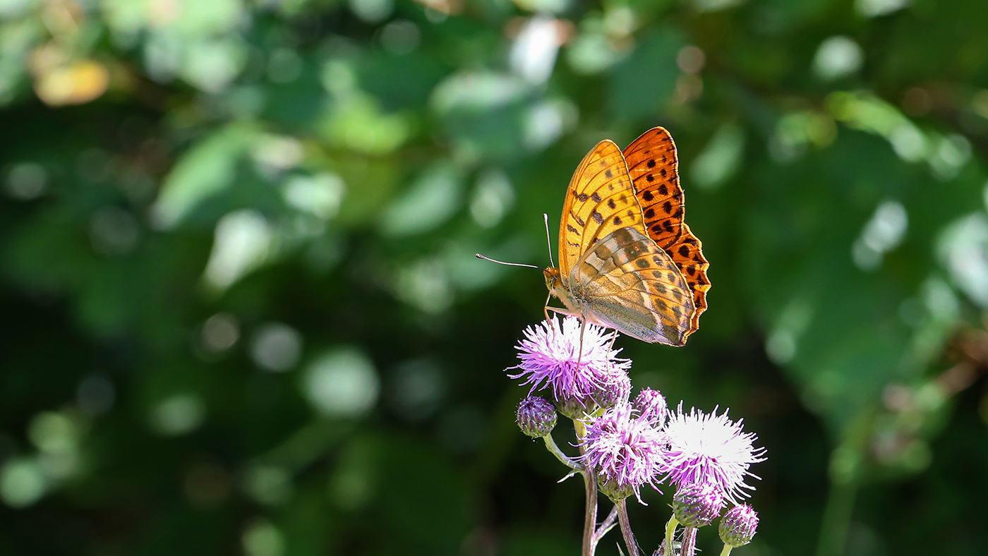 We’re going on a butterfly count – I wonder where we will see one? - Featured Image