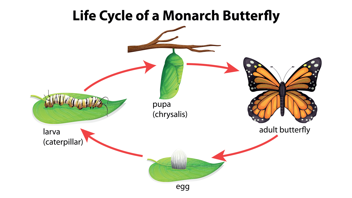 Attracting butterflies to our homes - Featured Image