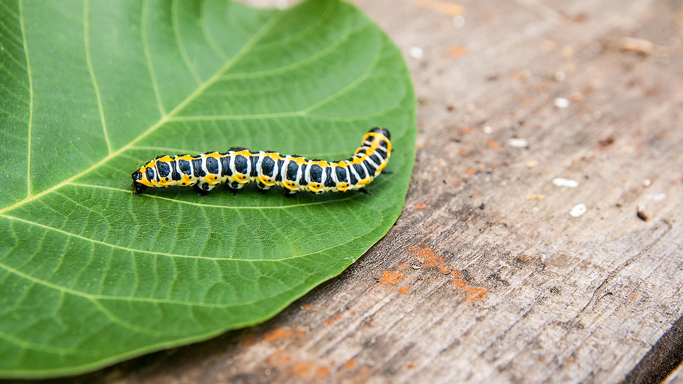 It’s the start of the Big Butterfly Count - Featured Image