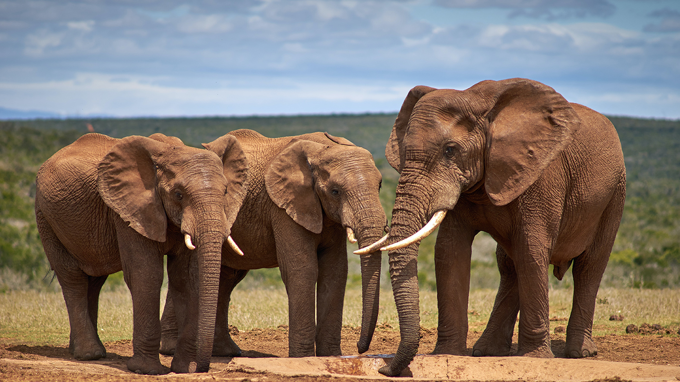 Did you know, elephants might recognise themselves in a mirror? - Featured Image