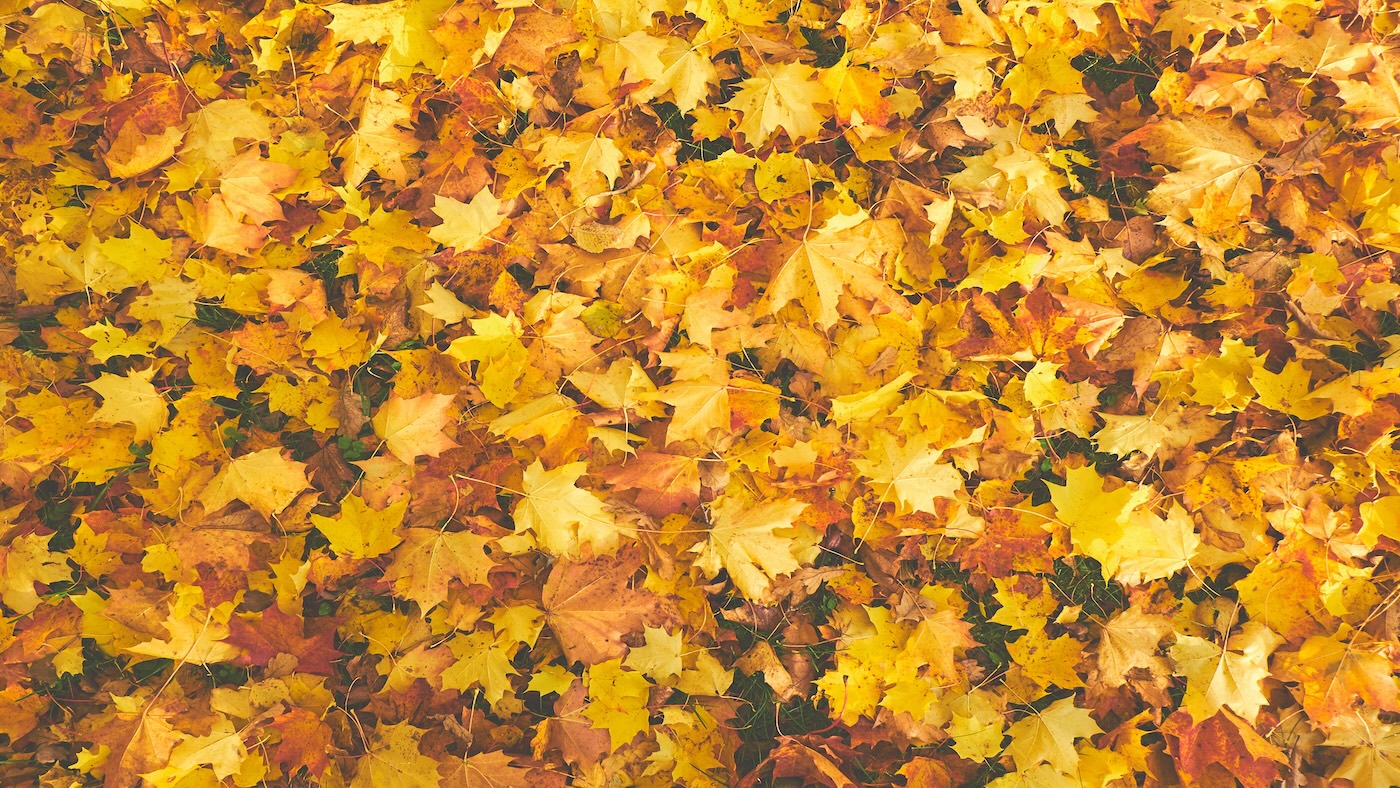 We’re going on a leaf hunt – make your own sorting game - Featured Image